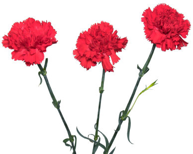 women&rsquo;s day.jpg